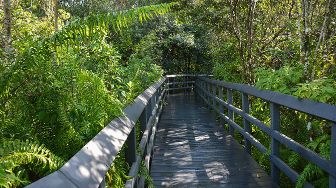 Immerse Yourself in Beauty at the Fern Forest Nature Center